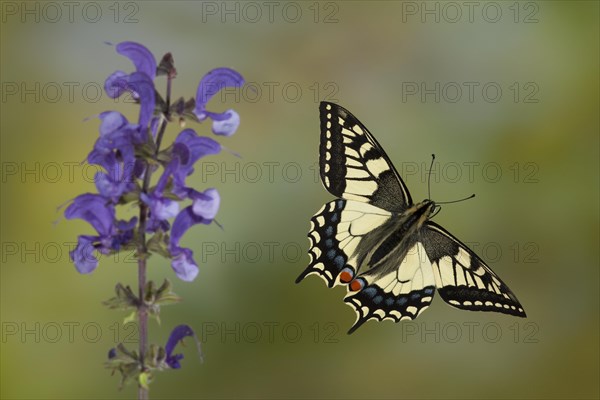 Swallowtail