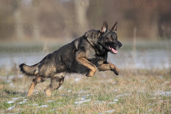 German shepherd dog