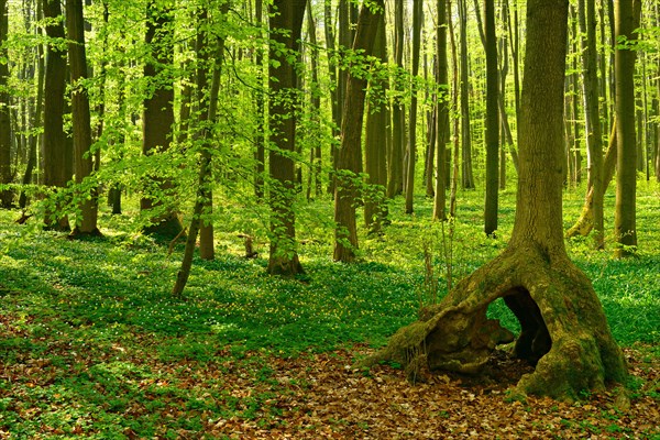 Sunny untouched natural beech forest in spring with stilt tree