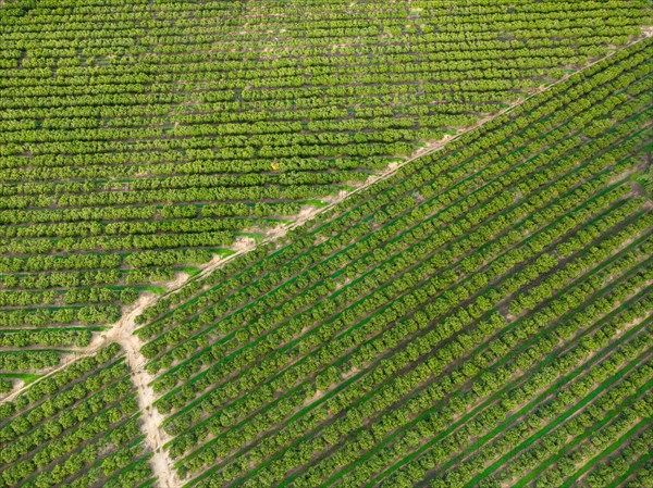 Aerial view of orange grove creating great texture
