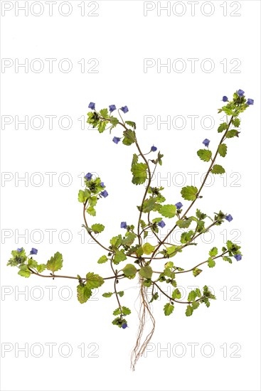Persian Veronica persica