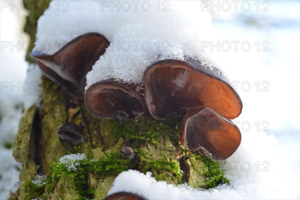 Auricularia auricula-judae