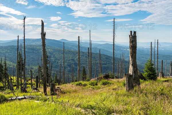 View over dead spruce forest at Grosser Rachel