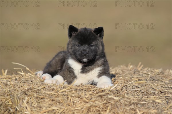 American Akita puppy