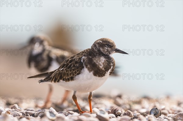 Ruddy turnstone