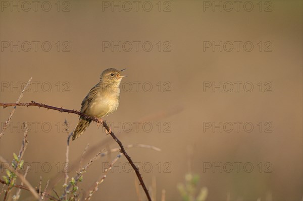 Common Grasshopper Warbler