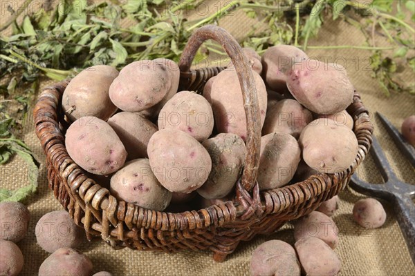 Potatoes