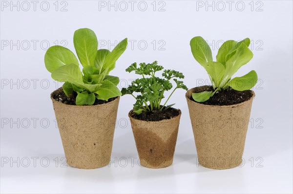 Peat pots