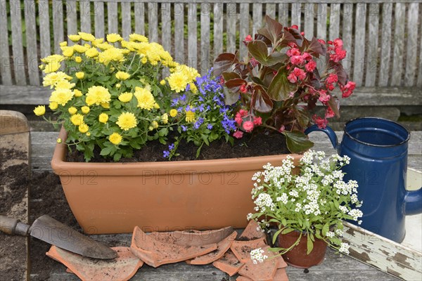 Planting summer flowers in plant pots