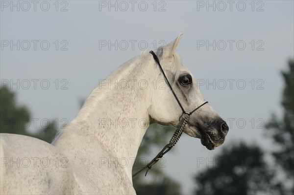 Arabian thoroughbred