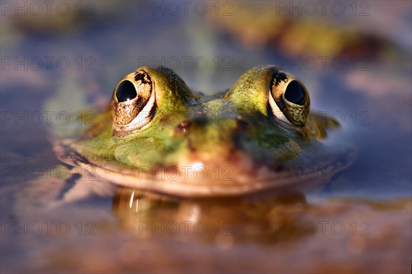 Pool frog
