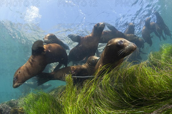 California sea lions