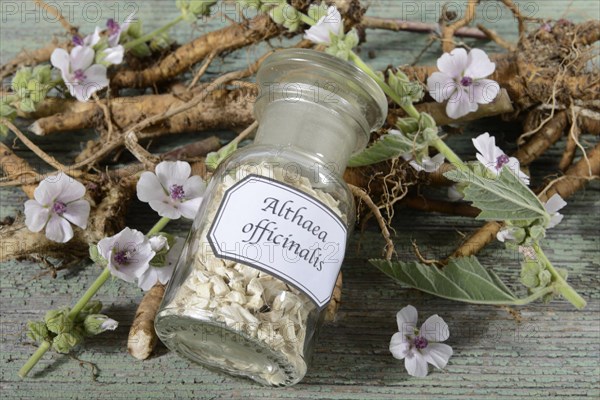 Althaea officinalis
