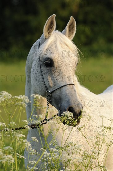 Arabian thoroughbred