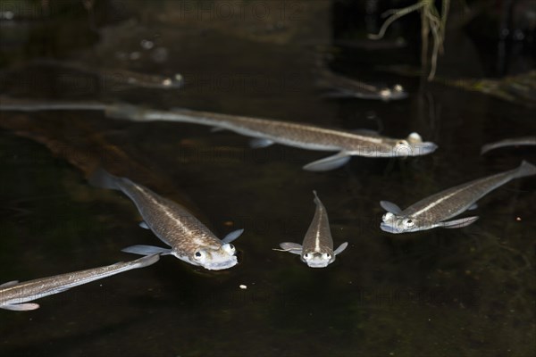 Four-eyed fish