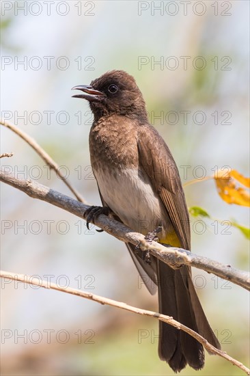Dark-capped Bulbul
