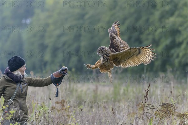 Female falconer with eagle owl