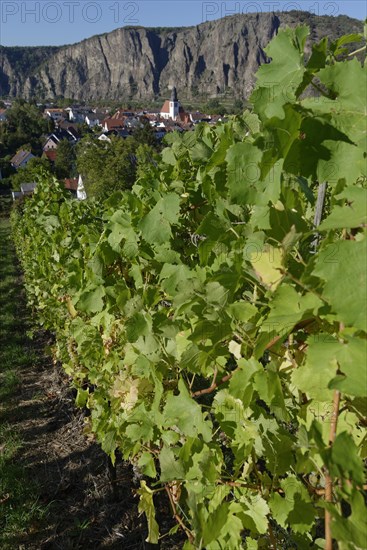 Vineyard with view to Ebernburg and Rotenfels
