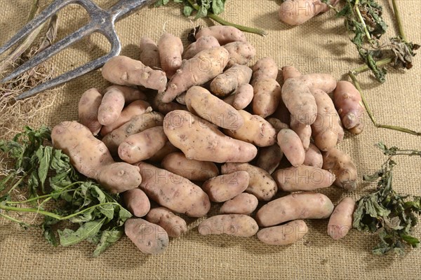 Potatoes