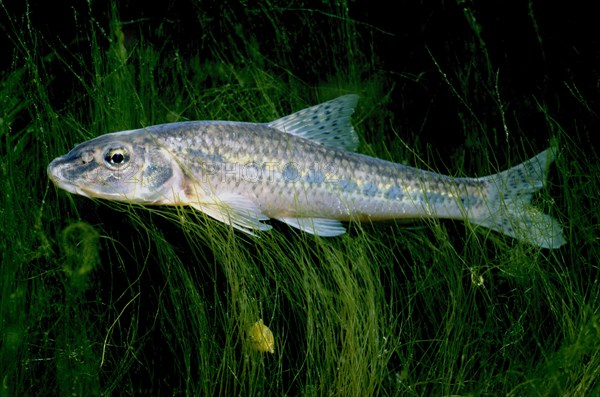 Whitefin greenling