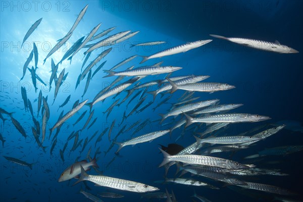 Shoal of darkfin barracuda