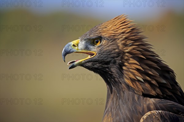 Golden eagle