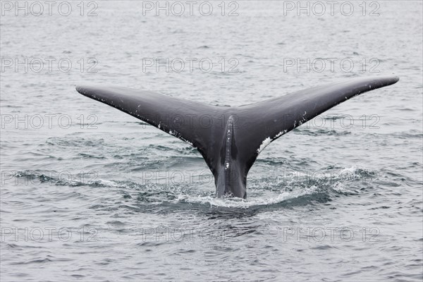 Humpback whale