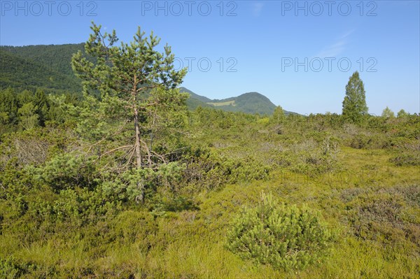 Moorland