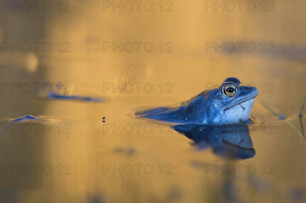 Moor frog