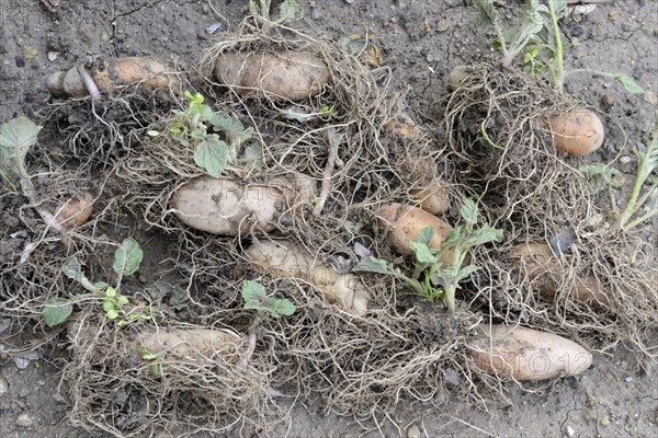 Potatoes