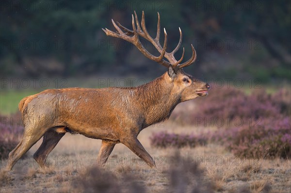Red deer