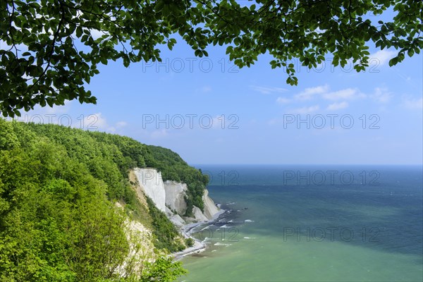 Beech forest