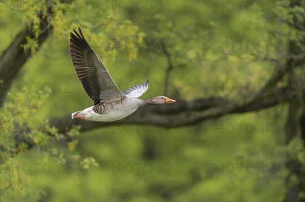 Greylag goose