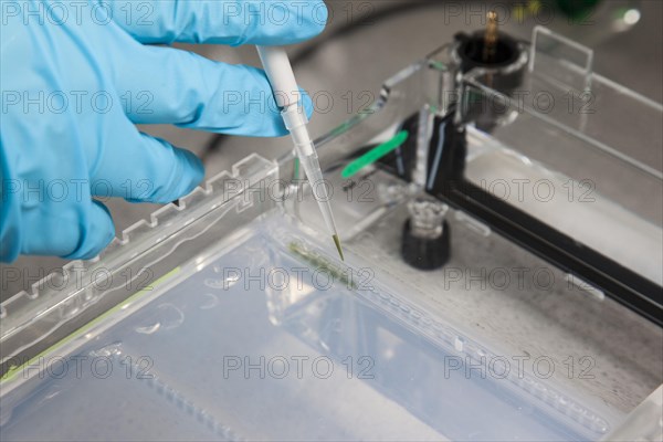 Scientist pipetting in the poison room or laboratory with ethidium bromide during a DNA gel electrophoresis for the detection of nucleic acids in the Faculty of Biology at the University of Duisburg-E...