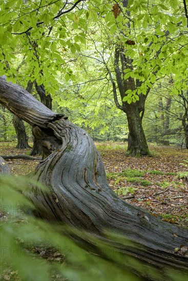 Jungle Baumweg