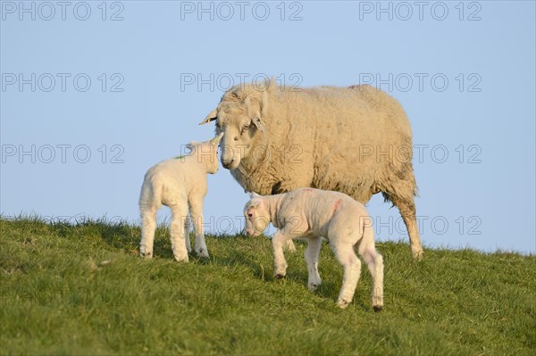 Domestic sheep with two lambs