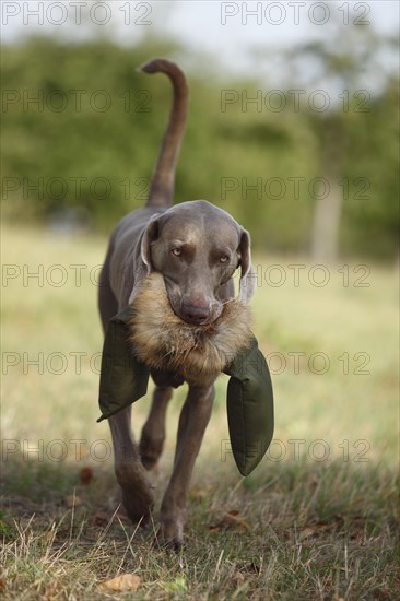 Weimaraner