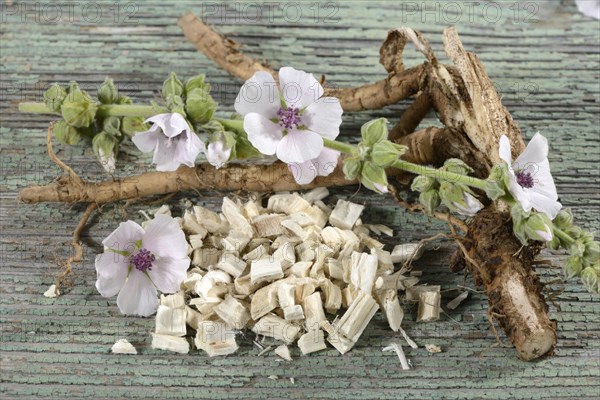 Althaea officinalis