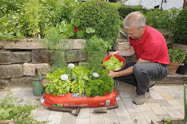 Garden soil with herbs and salad