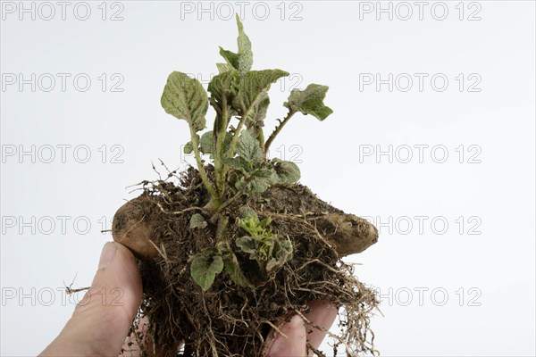 Potatoes