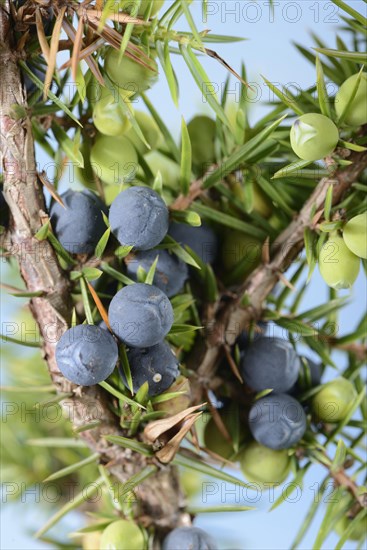 Juniper berries
