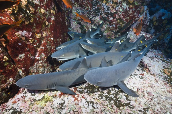 Whitetip reef sharks
