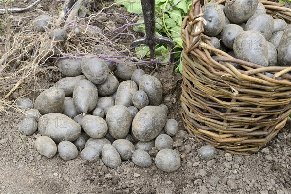 Potatoes