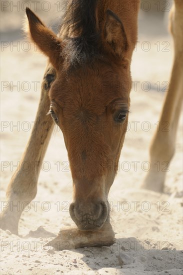 Arabian thoroughbred