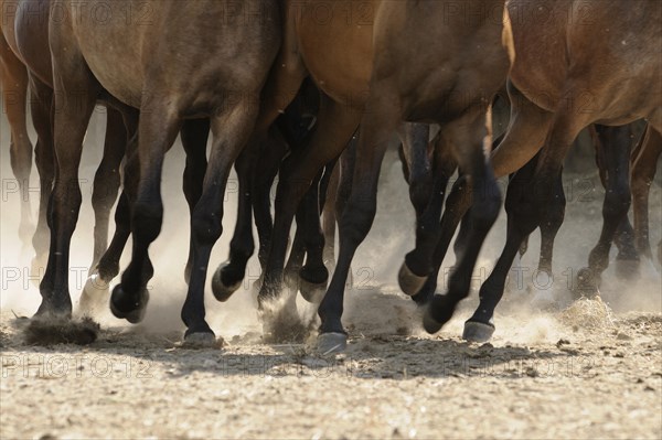 Arabian thoroughbred