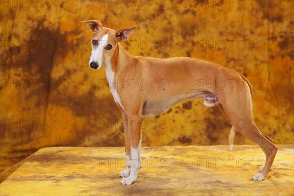 Whippet