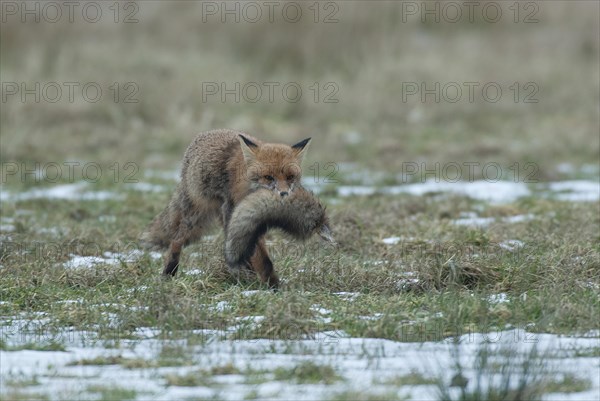 Fox