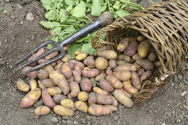 Potatoes