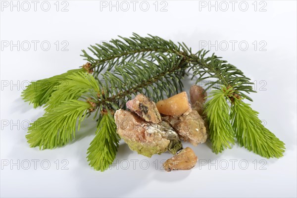 Spruce