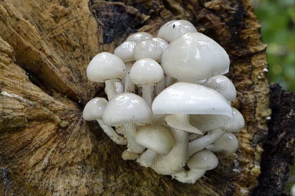 Porcelain fungus